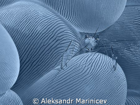 Glass Shrimp on a Buble Coral, Bunaken Marine Park, Sulaw... by Aleksandr Marinicev 