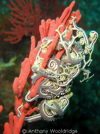 Small basket star on a seafan by Anthony Wooldridge 