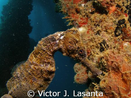 sea horse in crash boat dive site at AGUADILLA, P.R. by Victor J. Lasanta 