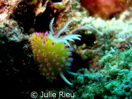 Codlinella ornatissima, Stonetown, Zanzibar by Julie Rieu 