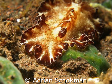 Another Beauty from Bali... Olympus E-330 + 50mm Macro by Adrian Schokman 