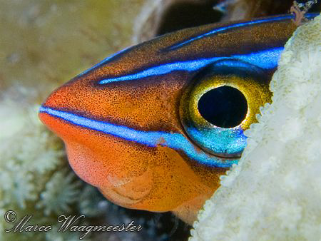 Blue-Stripe Blenny aka Ewa Blenny (Plagiotremus ewaensis)... by Marco Waagmeester 