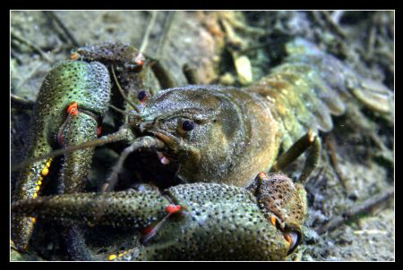 Nobel crayfish? by Daniel Strub 