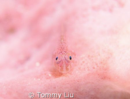 this photo was shot in 2006 summer end, Long Dong Bay in ... by Tommy Liu 