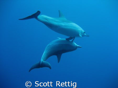 Aww.......Holding Flippers ! by Scott Rettig 