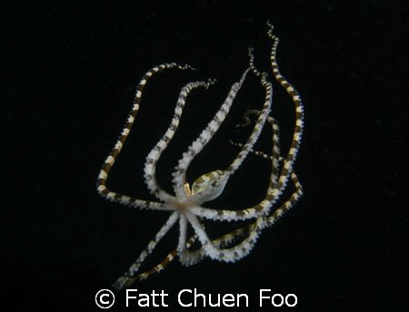Wonderpus octopus taken at dusk, Lembeh Indonesia with Ca... by Fatt Chuen Foo 