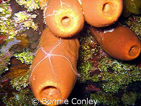 Night dive Grand Cayman.  Photo taken with a Canon SD550. by Bonnie Conley 