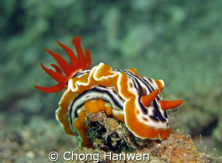 taken by canon G9 in lembeh by Chong Hanwan 