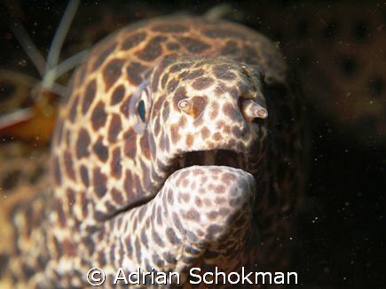 Up Close & Personal... Bali Olympus E-330 + 50mm Macro by Adrian Schokman 