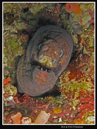 Moray eel portrait.Canon G9 & Inon D2000 strobe. by Bea & Stef Primatesta 