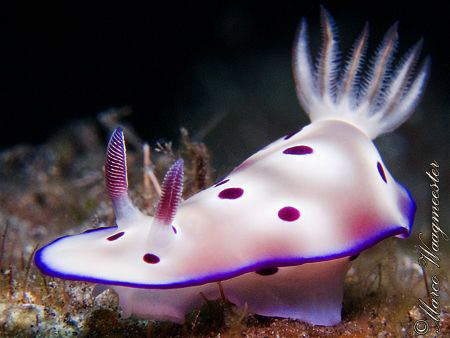 Chromodoris kuniei nudibranch - Tulamben, Bali (Canon G9,... by Marco Waagmeester 
