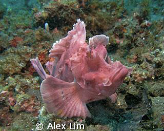 Pink Rhinopia, shot at Lembeh. Canon G9 & Inon 2000 by Alex Lim 