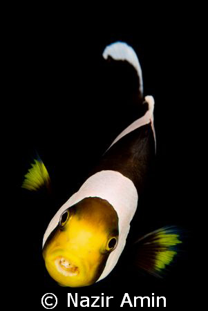 An angry nemo swim on mid water. Warning to diver not to ... by Nazir Amin 
