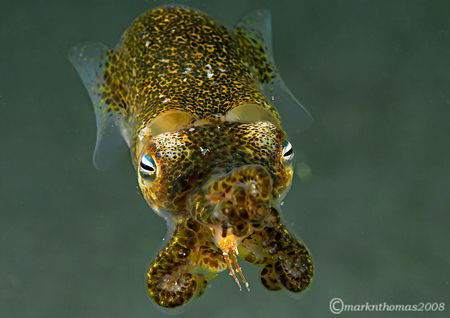 Little Cuttle.
Aughrusmore, Connemara.
60mm. by Mark Thomas 