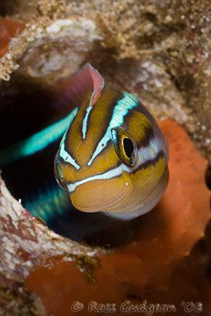 Blue Striped Fangblenny.  Ningaloo Reef, Western Australi... by Ross Gudgeon 
