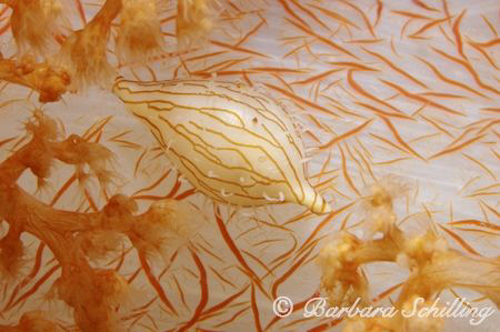 A tiny cowry on a softcoral by Barbara Schilling 