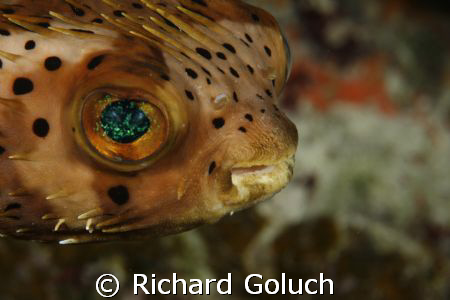 Balloonfish-Canon 5D 100 mm macro by Richard Goluch 