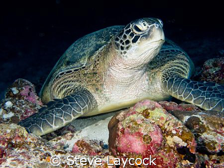 Grren turtle and a bit of colourful coral by Steve Laycock 
