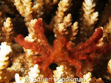 Hairy Crab from Bali... Olympus E-330 + 50mm Macro by Adrian Schokman 