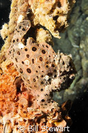 "Painted Frogfish"  Photo taken on a night dive at Basura... by Bill Stewart 