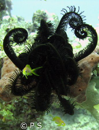 Featherstar worm feeding during the day with a little ora... by P S 