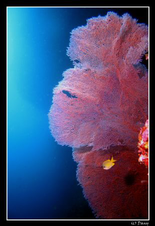 Huge gorgonia taken outside the "Cathedral", Pescador, Mo... by Daniel Strub 