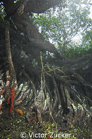 saltwater mangrove by Victor Zucker 