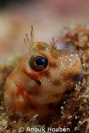 Rockskipper blenny. Picture taken on the second reef off ... by Anouk Houben 