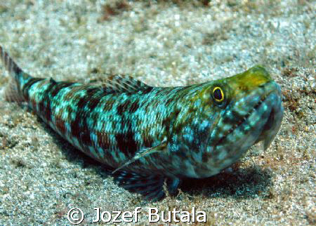 Lizard fish,Mala Pier,Maui by Jozef Butala 
