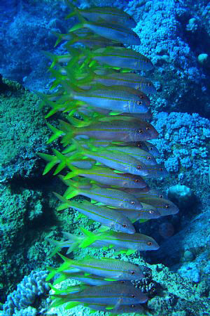 A school of fish by Andrew Macleod 