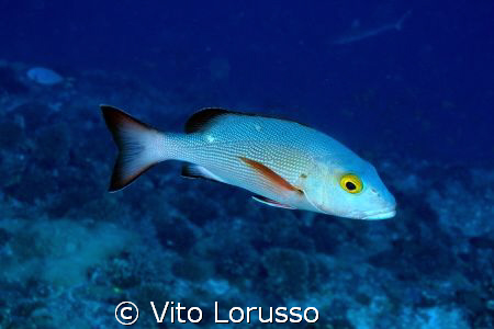 Fishs by Vito Lorusso 