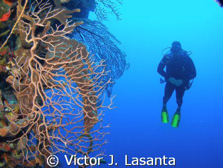 fernando having fun in black wall dive site at parguera ,... by Victor J. Lasanta 