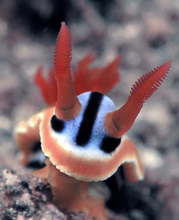 Chromodoris annae, Lembeh by Doug Anderson 