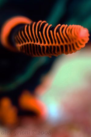 Nembrotha kubaryana - Rhinophore by Alex Grioni 