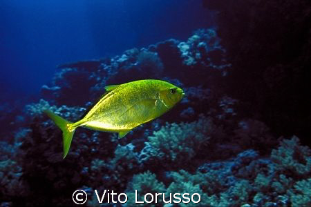 Fishs by Vito Lorusso 