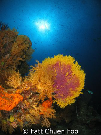 Seafan taken in Pulau Tenggol, Malaysia. Canon G9, Inon l... by Fatt Chuen Foo 
