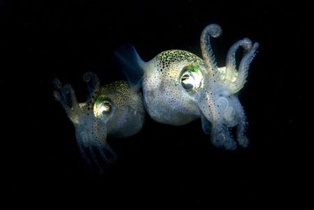 Squid side by side in a defensive posture. Photographed d... by Cal Mero 