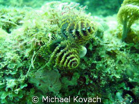 Christmas Tree worms on the Inside Reef at Lauderdale by ... by Michael Kovach 