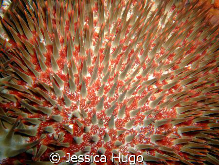 crown of thorns by Jessica Hugo 