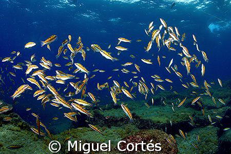 How many wrasses?. by Miguel Cortés 