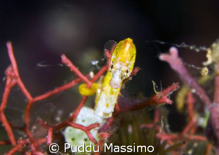 manado,yellow pigmey sea horse,nikon d2x 60 mm macro by Puddu Massimo 