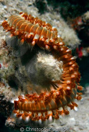 Fire on rock.  Hands off.  Fireworm (Hermodice carunculata) by Christopher Savage 