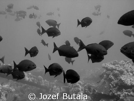 B&W "Nenue" (shool of chubs ),Mala Pier,Lahania,Maui
Can... by Jozef Butala 