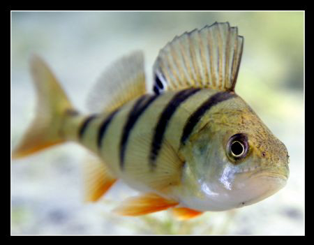 Another pearch :-) by Daniel Strub 