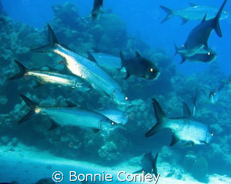 Tarpon seen in Grand Cayman August 2008.  Photo taken wit... by Bonnie Conley 