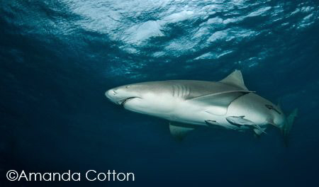 One of the many lemon sharks at Tiger Beach, Bahamas.

... by Amanda Cotton 