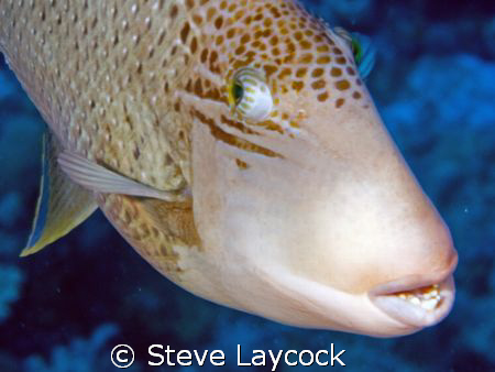toothy the trigger by Steve Laycock 