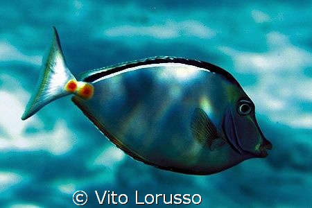 Fishs by Vito Lorusso 
