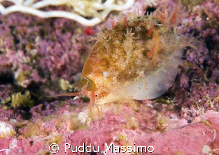 shell in manado,nikon d2x 60mm macro by Puddu Massimo 