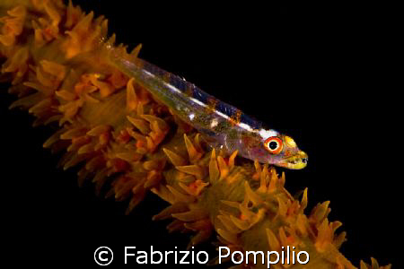 House reef Mataking by Fabrizio Pompilio 